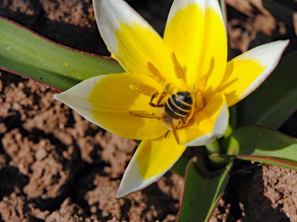 Wildtulpen werden von Bienen gerne beflogen. (Foto: Günter Klössinger)