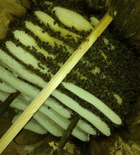 Buche im Februar (Foto: Gunnar Weidt)