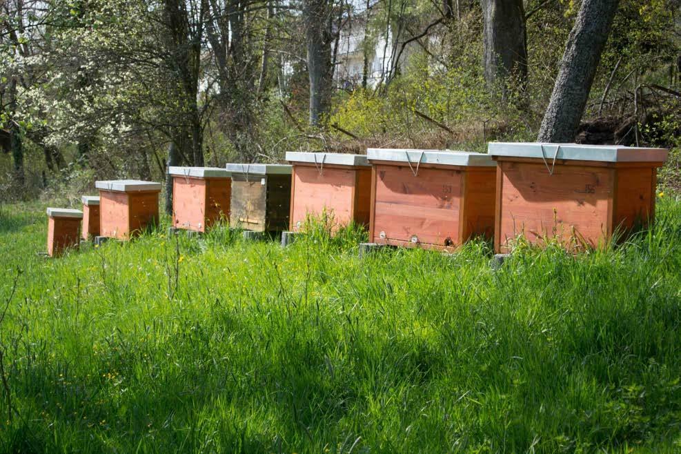 Einraumbeuten bei Mellifera e. V.. (Foto: Mellifera e. V.)