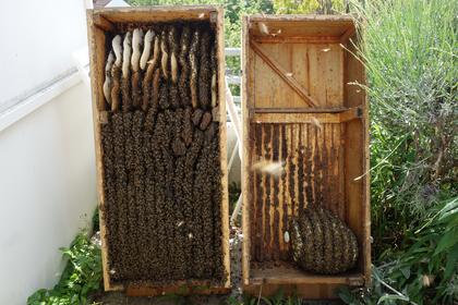 Ein ausgewachsenes Bienenvolk (links) und ein junger Schwarm (rechts) in der Bienenkiste