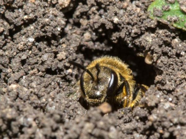 70% der Wildbienen nisten im Boden. Sie freuen sich über vegetationsarme Stellen oder Trampelpfade im Garten. (Foto: Walter Eberl/Pixelio)