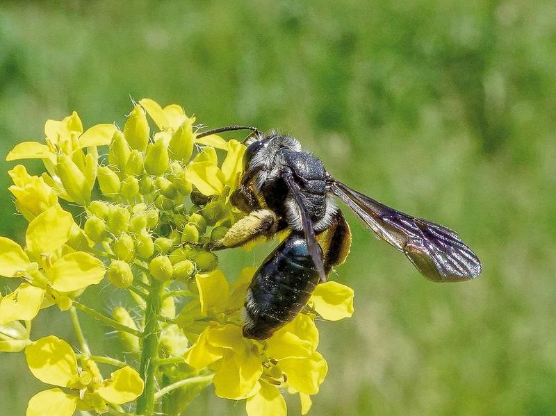 Wildbiene des Jahres: Senf-Blauschillersandbiene (Foto: Ronald Burger)