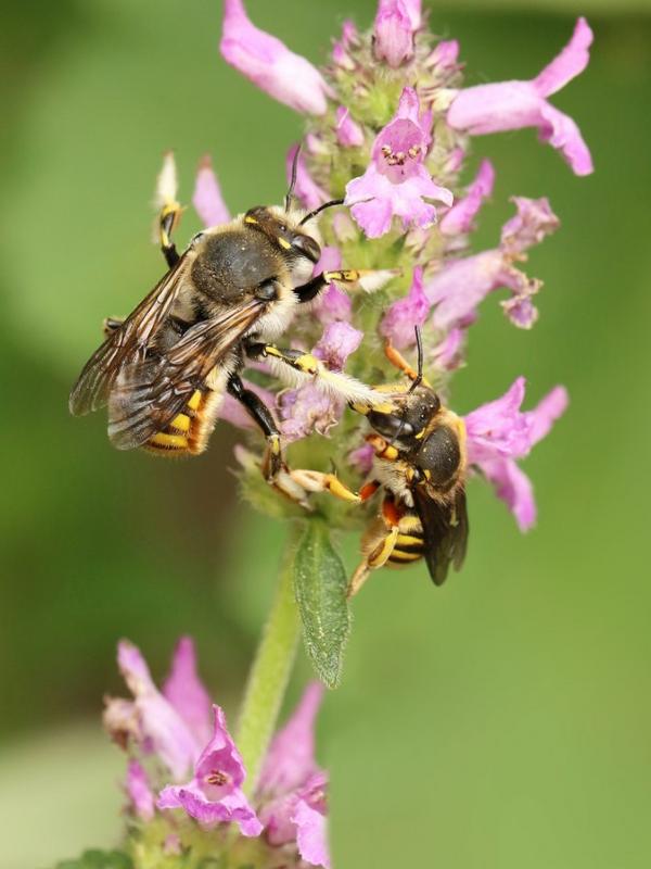 Die Garten-Wollbiene – links das Männchen und rechts das Weibchen. (Foto: Anja Eder)