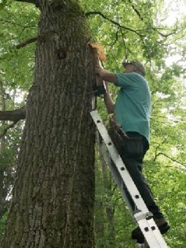 Imkermeister Norbert Poeplau schaut bei den Waldbienen nach dem Rechten. (Foto: Norbert Poeplau)