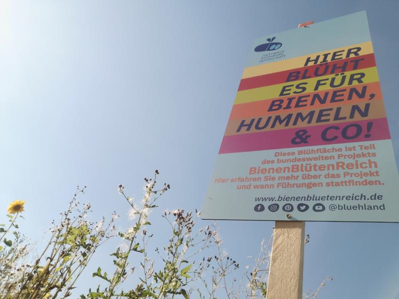 Seit 10 Jahren sorgt das BienenBl&uuml;tenReich daf&uuml;r, dass es in ganz Deutschland hei&szlig;t: "Hier bl&uuml;ht es f&uuml;r Bienen, Hummeln & Co." (Foto: Marie Holler)