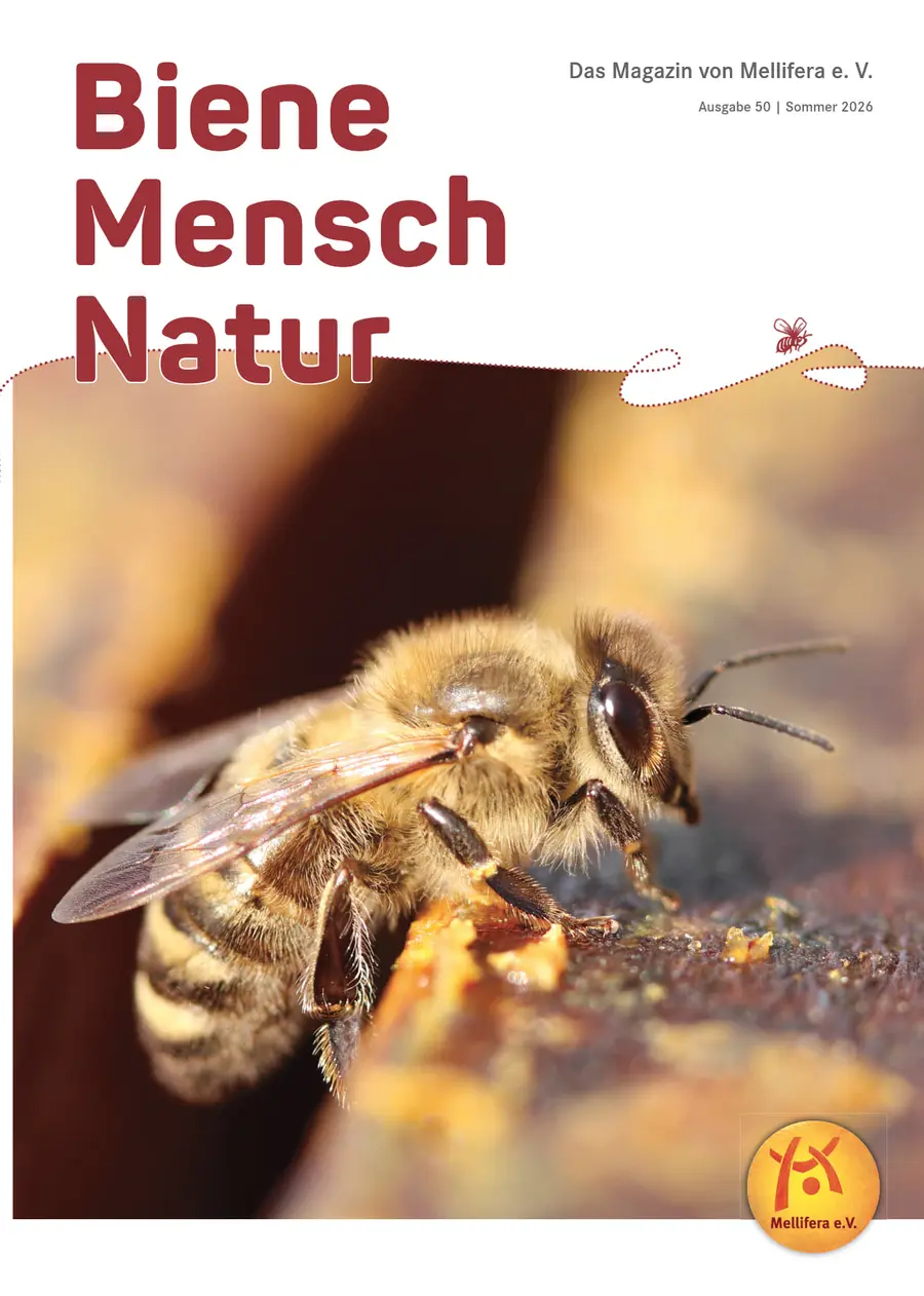 Cover von »Biene Mensch Natur« Ausgabe 50 | Sommer 2026