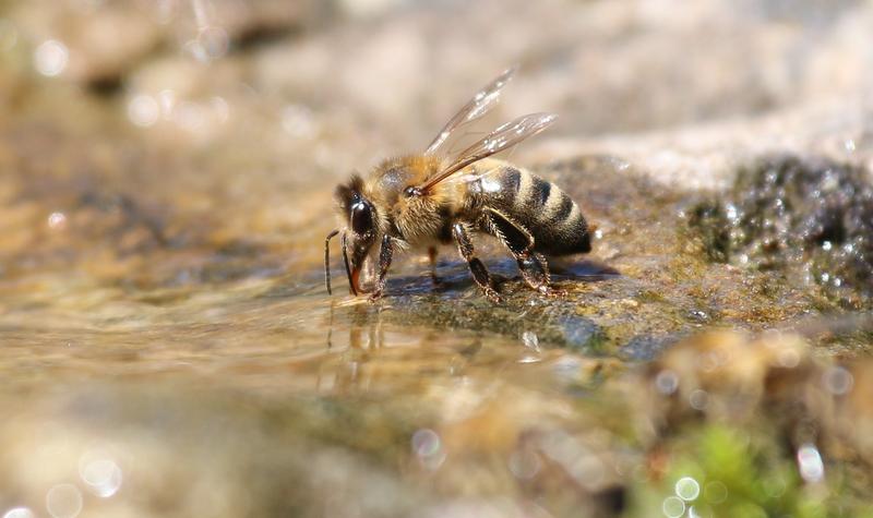 Auch Gewässer können gefährlich sein für Bienen. 