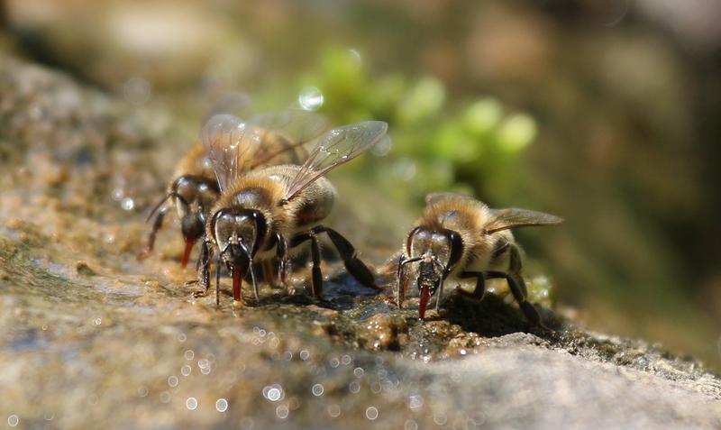 BIenen brauchen gerade im Sommer Wasserstellen. 