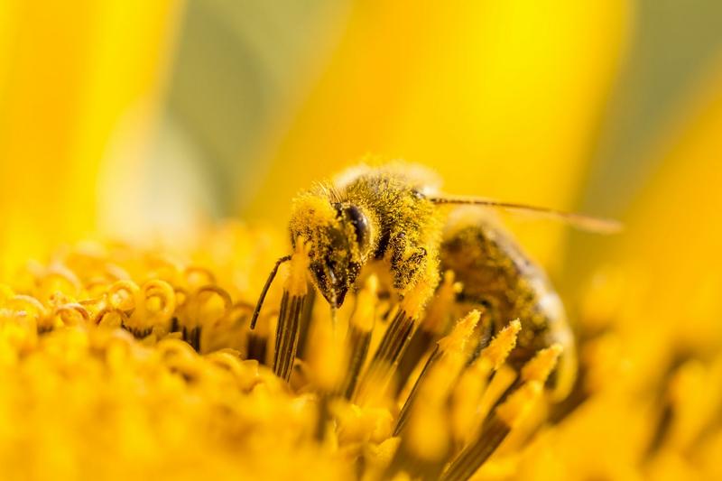 Honigbiene beim Best&auml;uben, eingeh&uuml;llt mit Bl&uuml;tenstaub (Pollen). (Foto: shutterstock/azur13)