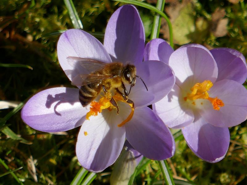  (Foto: Manu Alberth)