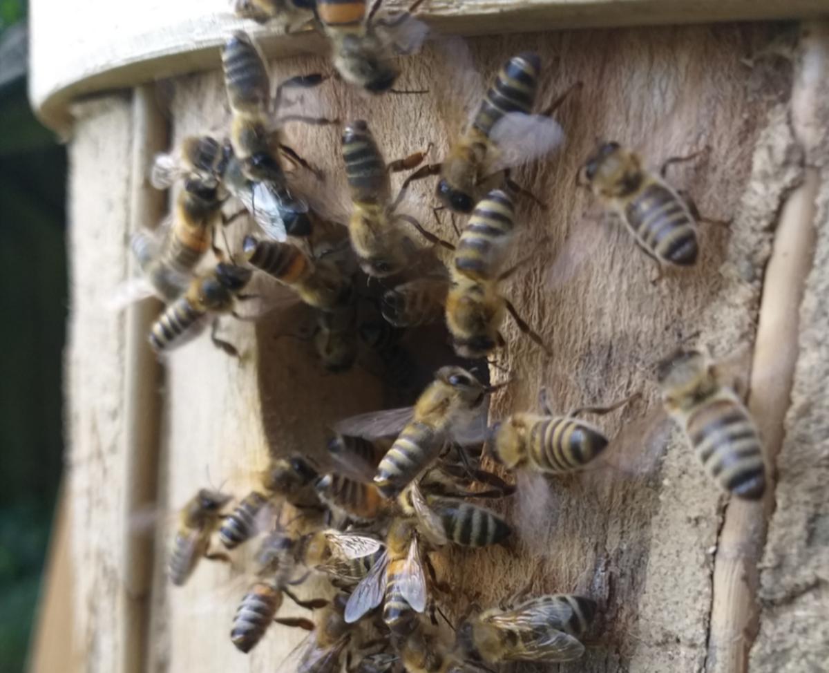 Sterzelnde Bienen am Flugloch eines Bienenturms (Foto: David Junker)