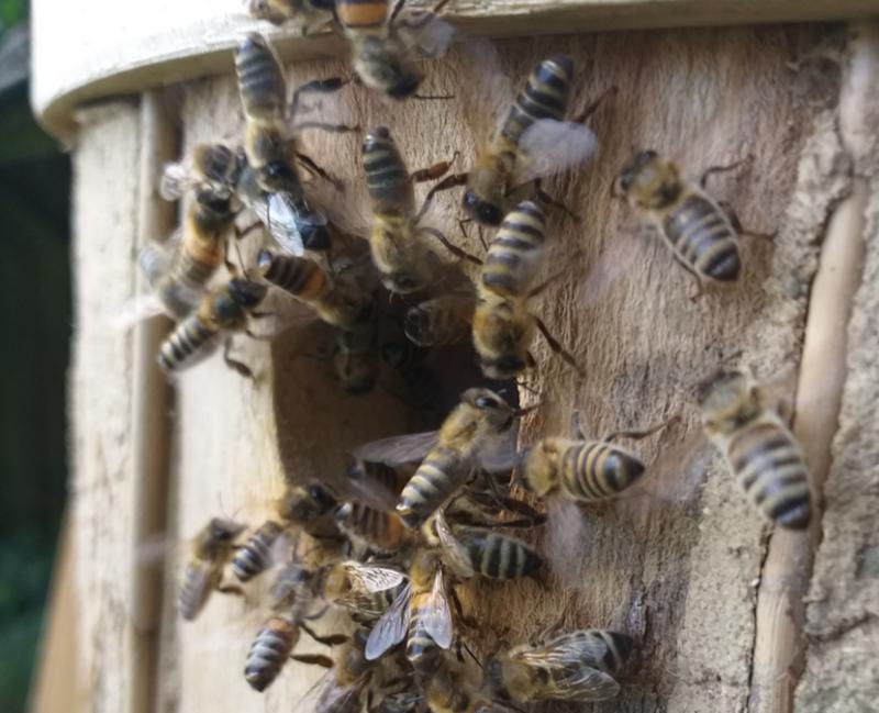 Sterzelnde Bienen am Flugloch eines Bienenturms (Foto: David Junker)