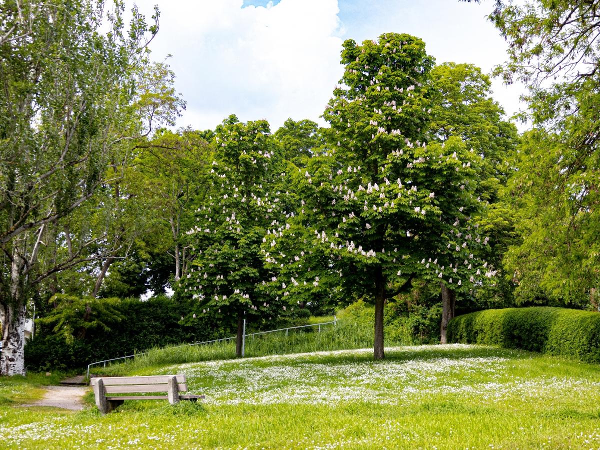 Ein bl&uuml;hender Park: Eine Wohltat f&uuml;r Biene und Mensch. (Foto: Jessica Hoffmann)