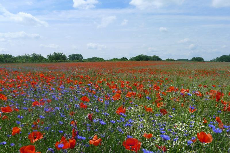 Das Netzwerk BL&uuml;hende Landschaft setzt sich f&uuml;r mehr Bl&uuml;hfl&auml;chen f&uuml;r Bienen, Hummeln, Schmetterlinge & Co. ein. (Foto: Anne Spatz)