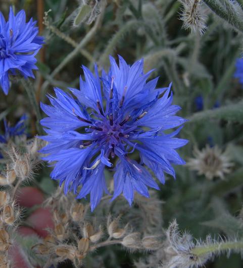 Zierkornblume in einem Bl&uuml;hstreifen bei Rosenfeld, Zollernalbkreis: deutlich zu sehen sind drei Bl&uuml;tenkr&auml;nze - die Wildform hat nur einen! 