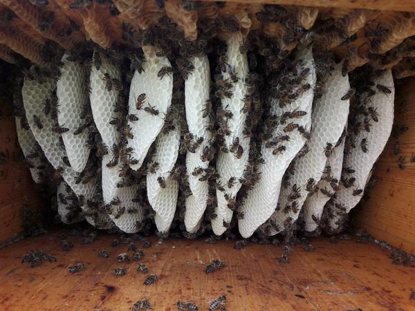 Naturwabenbau in der Bienenkiste (Foto: Katrin Sonnleitner)
