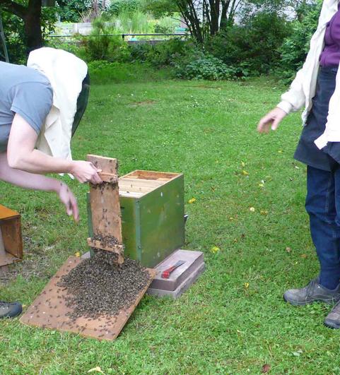 Den Bienenschwarm erleben... 