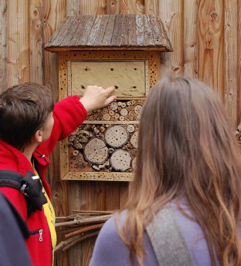Wildbienen und Nisthilfen 