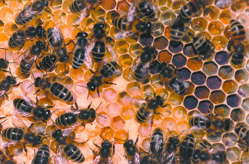 Wabe mit offener und verdeckelter Brut (links), offenem und verdeckeltem Honig und buntem Pollen (rechts). 