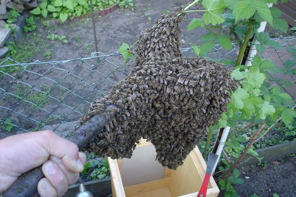 geborgener Bienenschwarm 