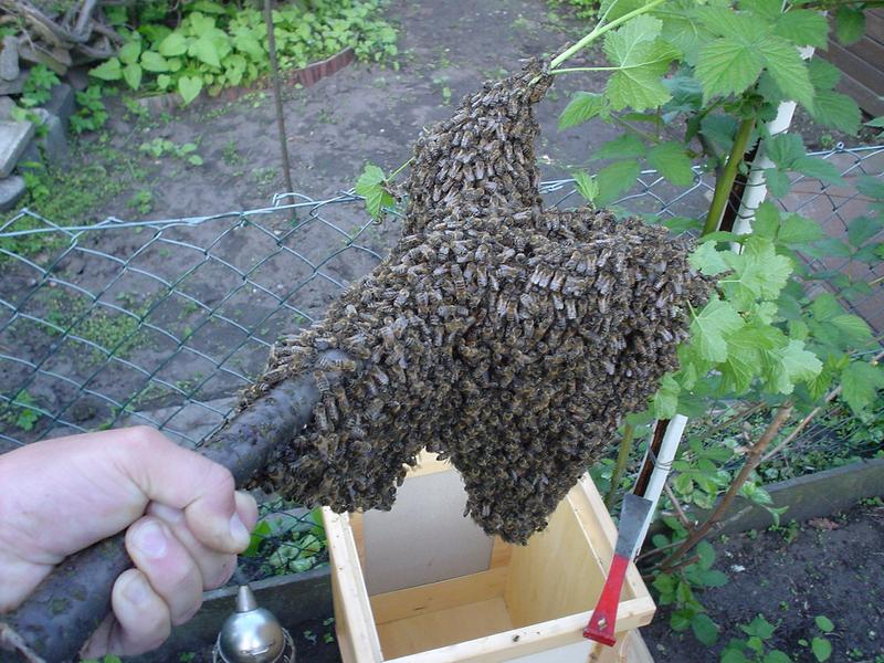 geborgener Bienenschwarm 