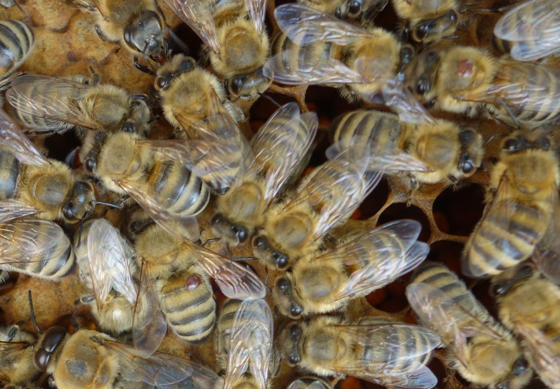Eine Varroamilbe sitzt auf einer Biene. (Foto: Katrin Sonnleitner)