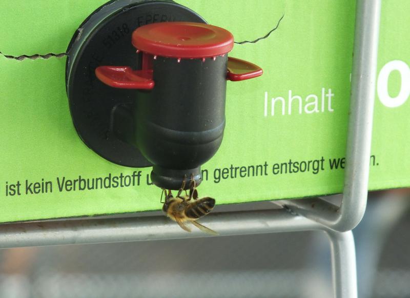 Eine hungerleidende Biene trinkt Apfelsaft (Foto: Peter M&uuml;ller)