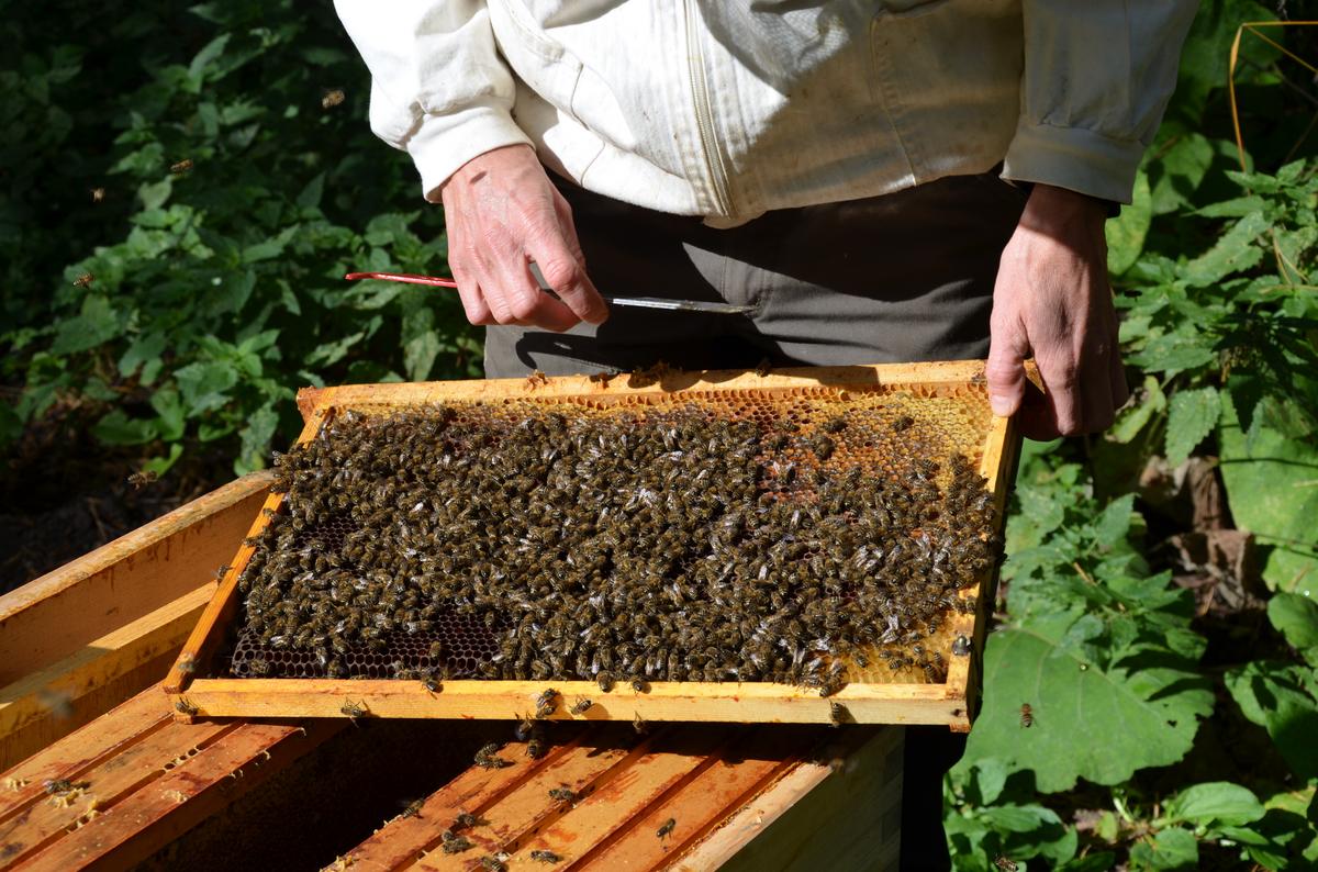 Einiges zu beachten gibt es in Zukunft f&uuml;r Bienenhalter*innen. (Foto: Lydia Wania-Dreher)