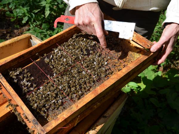 Die Populationsentwicklung wird dreimal im Jahr mit der Liebenfelder Schätzmethode ermittelt (Foto: Lydia Wania-Dreher)