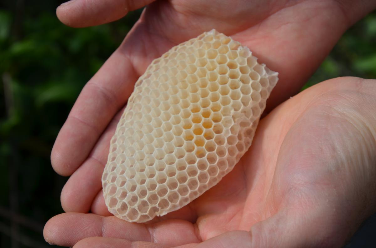 Die wesensgem&auml;&szlig;e Bienenhaltung liegt uns am Herzen. (Foto: Lydia Wania-Dreher / Mellifera e. V.)