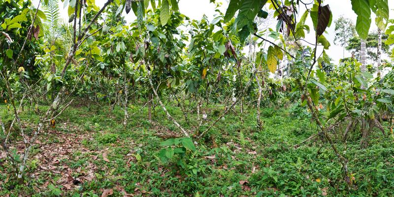 Mitten im Dschungel Ecuadors wachsen die Kakao-Bohnen, aus welchen Pacari seine Schokolade gewinnt. (Foto: Pacari ®)