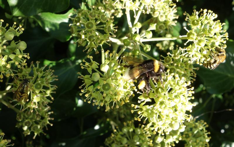 Sp&auml;te und reiche Nahrungsquelle f&uuml;r vielf&auml;ltiges Leben: Neben Wespen, Hummeln und spezialisierten Efeu-Seidenbienen summen in diesem Efeu auch Honigbienen, zusammen mit Fliegen, Schwebfliegen, Rosenk&auml;fern, Europ&auml;ische und Asiatische Hornissen. (Foto: Katrin Sonnleitner)