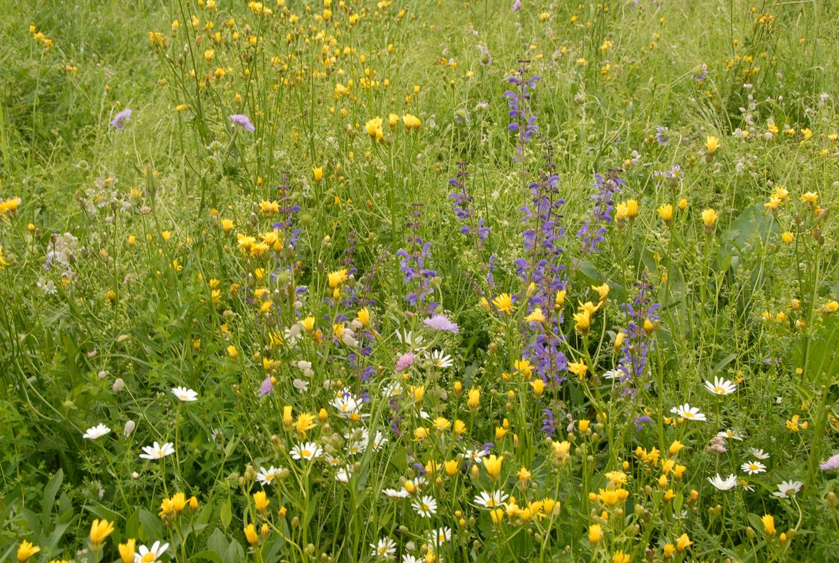 Fettwiese mit rund 40 Arten bei Moosinning (Foto: Reinhard Witt)