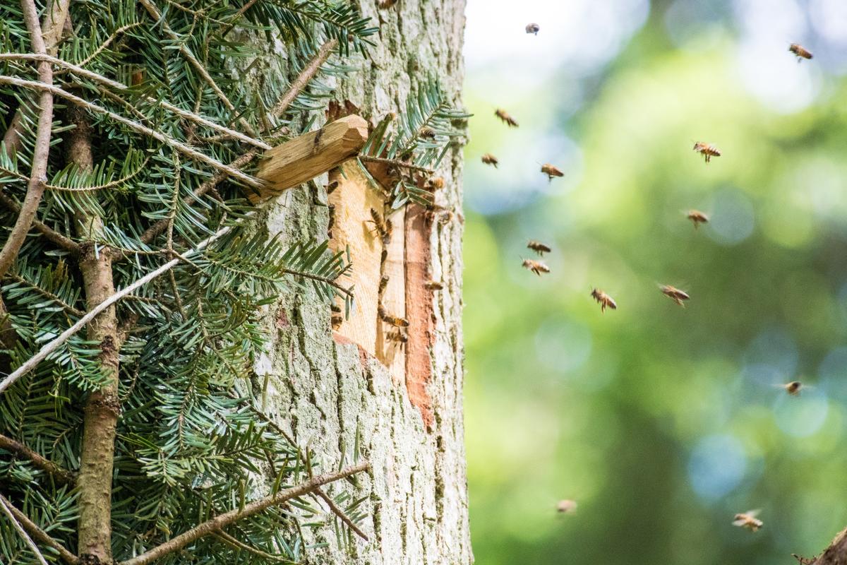 Bienen im Anflug auf ihr Flugloch in einem lebenden Baum (Foto: Norbert Poeplau)