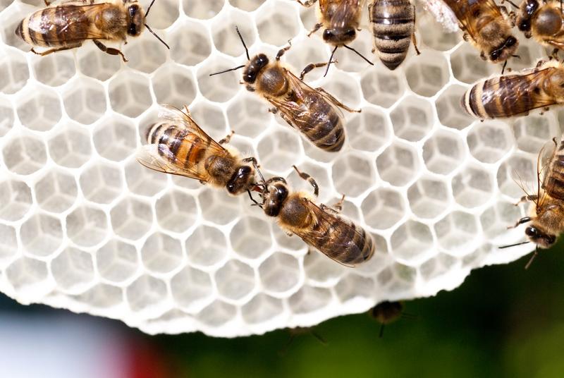 Zwei Bienen geben &uuml;ber den R&uuml;ssel einander den Nektar weiter. So wird langsam durch Entzug von Wasser und Zugabe von eigenen Enzymen aus Nektar Honig. In der Literatur ist zu finden, dass an der Honigbereitung aus Nektar zwischen 20 bis 80 Bienen beteiligt sind. (Foto: Norbert Poeplau)