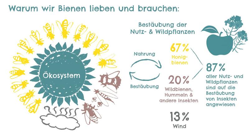 Warum wir Bienen lieben und brauchen (Foto: Silke Meyer, SALZUNDHONIG)