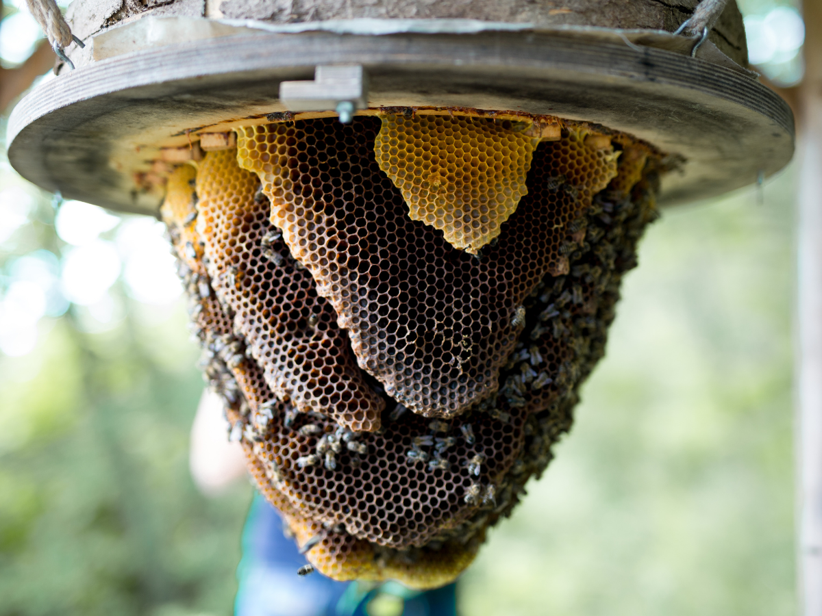 Den Bien in seiner vollen Pracht zu sehen - wie hier in einem Wei&szlig;enseifener H&auml;ngekorb - ist ein befl&uuml;gelndes Erlebnis. (Foto: Mich&egrave;le Brunnmeier)