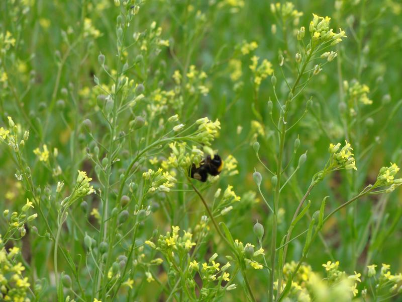 Leindotter bietet reichlich Nektar und Pollen f&uuml;r Bienen, Hummeln & Co. (Foto: Patric Bies)