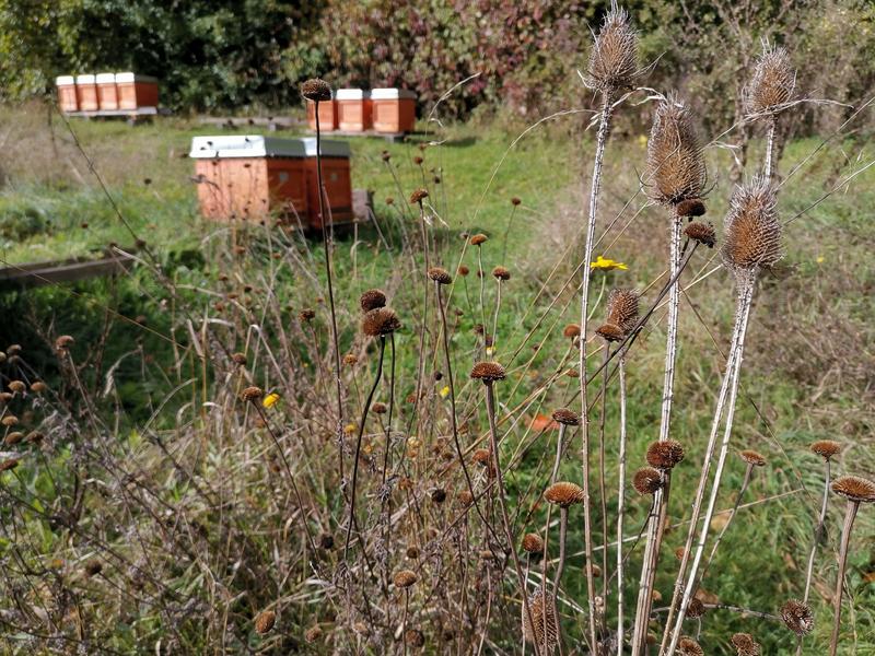 Eine Winterbehausung f&uuml;r "Majas wilde Schwestern": Vertrocknete, strukturstarke Pflanzenst&auml;ngel (Foto: M. Holler) 