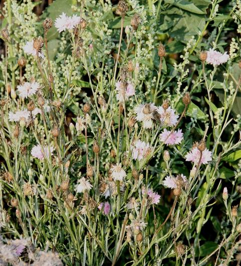 Wei&szlig;e Zierkornblumensorte in G&uuml;ndlingen... 