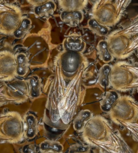 K&ouml;nigin mit ihrem Hofstaat, Arbeitsbienen, die sie permanent f&uuml;ttern und putzen und ihr sogar den Kot abnehmen. (Foto: Ingo Arndt)
