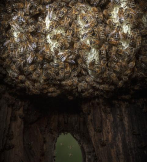 Einzug in eine Spechth&ouml;hle und Nestbau: Nach einigen Tagen der Baut&auml;tigkeit werden die ersten Waben zwischen den Bienenk&ouml;rpern f&uuml;r den Beobachter sichtbar: die Zellen als schneewei&szlig;e, halbrunde und maximal dicht nebeneinander sitzende Z&auml;pfchen an den Wabenkanten. Die Waben wachsen nun nach unten, werden an der H&ouml;hlenr&uuml;ckseite befestigt und behalten einen Abstand zum Einflugloch. Hier die Ansicht am Tage. (Foto: Ingo Arndt)