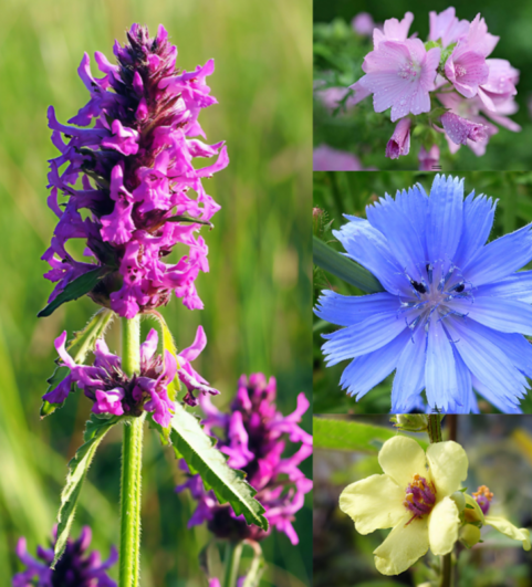 Staudenpaket "Bunt und wild im Naturgarten" 