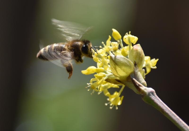 Mit ihren knallgelben Bl&uuml;ten lockt die Kornelkirsche Bienen an. (Foto: Dr. Janina D'Alvise)