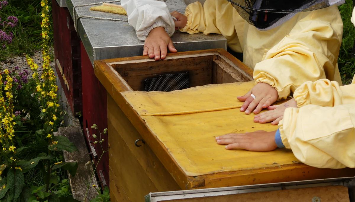 Bienen faszinieren Kinder und Jugendliche. (Foto: Jonas Ewert / Mellifera e. V.)