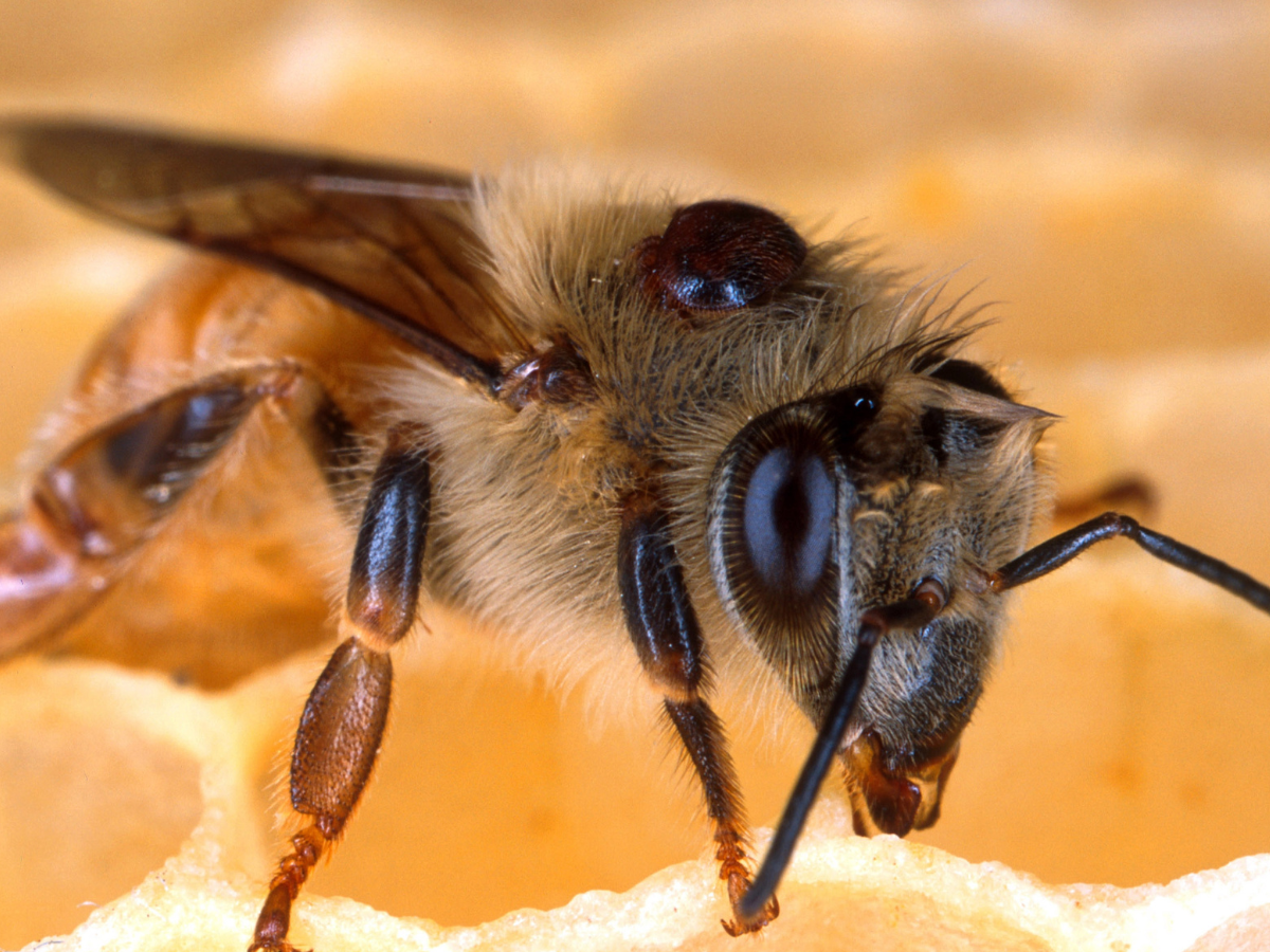 Wie k&ouml;nnen Bienen es schaffen, mit der Varroamilbe umzugehen? Diese Frage steht im Zentrum unserer Konferenz. (Foto: Scott Bauer)