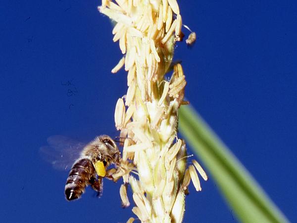 Biene an Maisblüte 