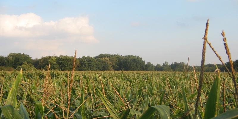 Agrarindustrielle Landwirtschaft: Maisfeld 