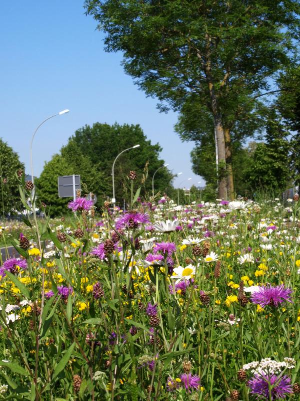 Eine Blühfläche des NBL-Projekts BienenBlütenReich in Mönchengladbach. (Foto: Mellifera e. V. / Linda Trein)