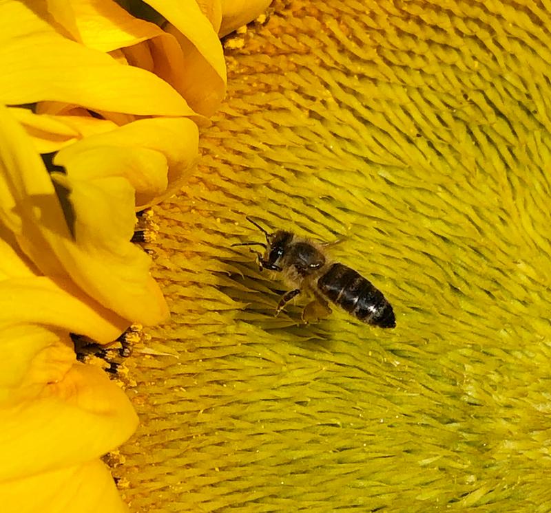 Honigbiene auf einer Sonnenblume. Eine reichhaltige und vielf&auml;ltige Versorgung mit Honig tr&auml;gt zur Gesundheit der Bienen bei. (Foto: Linda Trein)